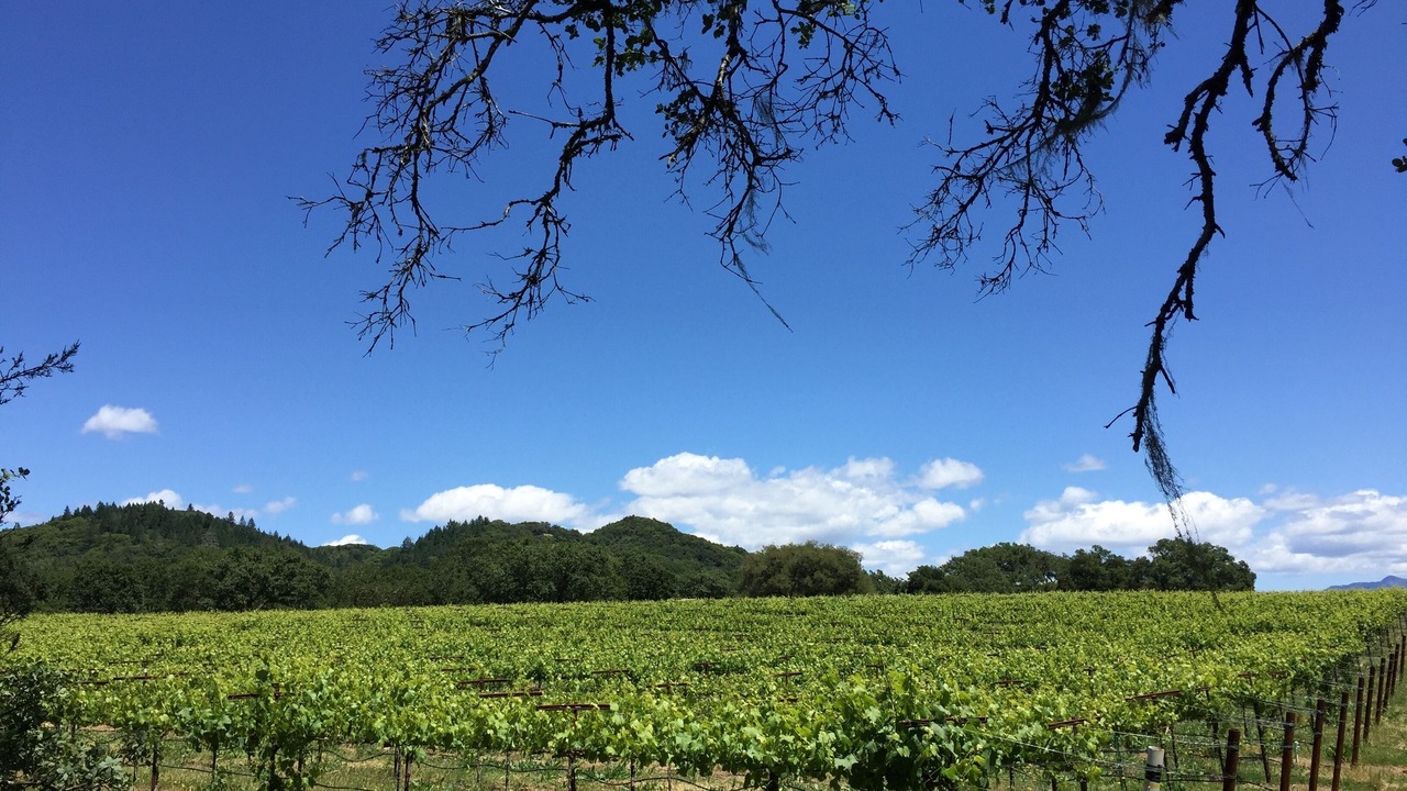 Photo of Others in Healdsburg
