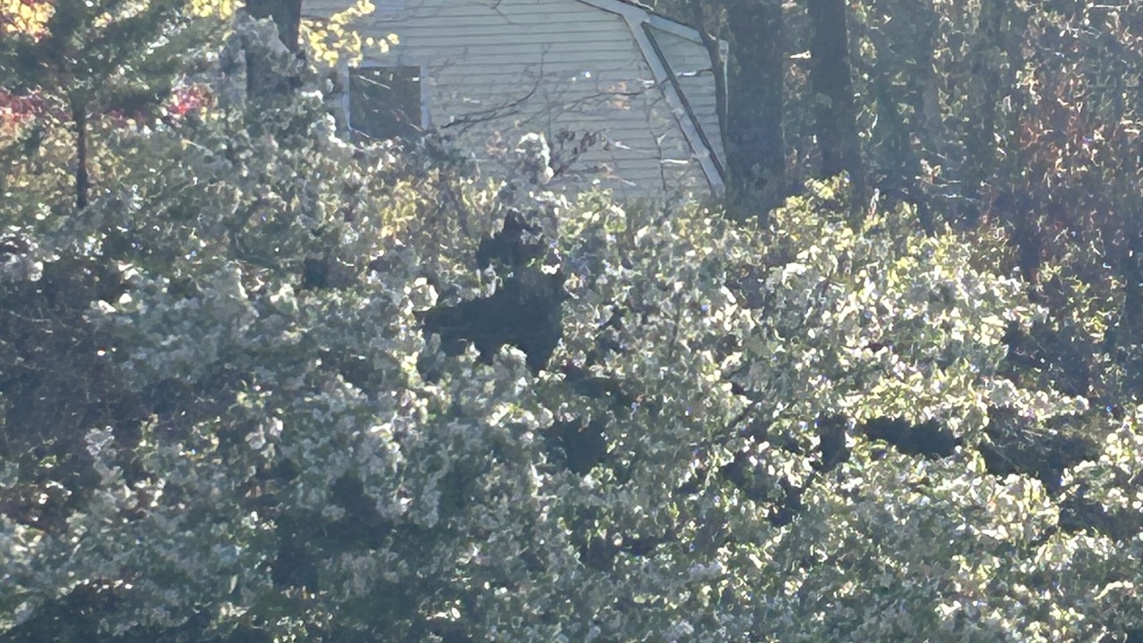 Photo of Others in Charlestown