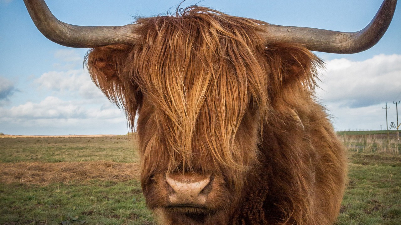 Photo of Others in Wick