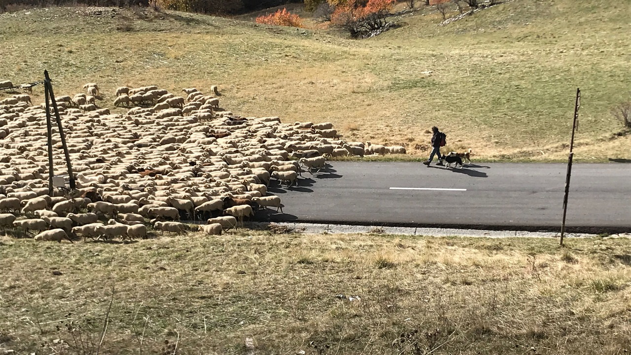 Photo of Others in Allos