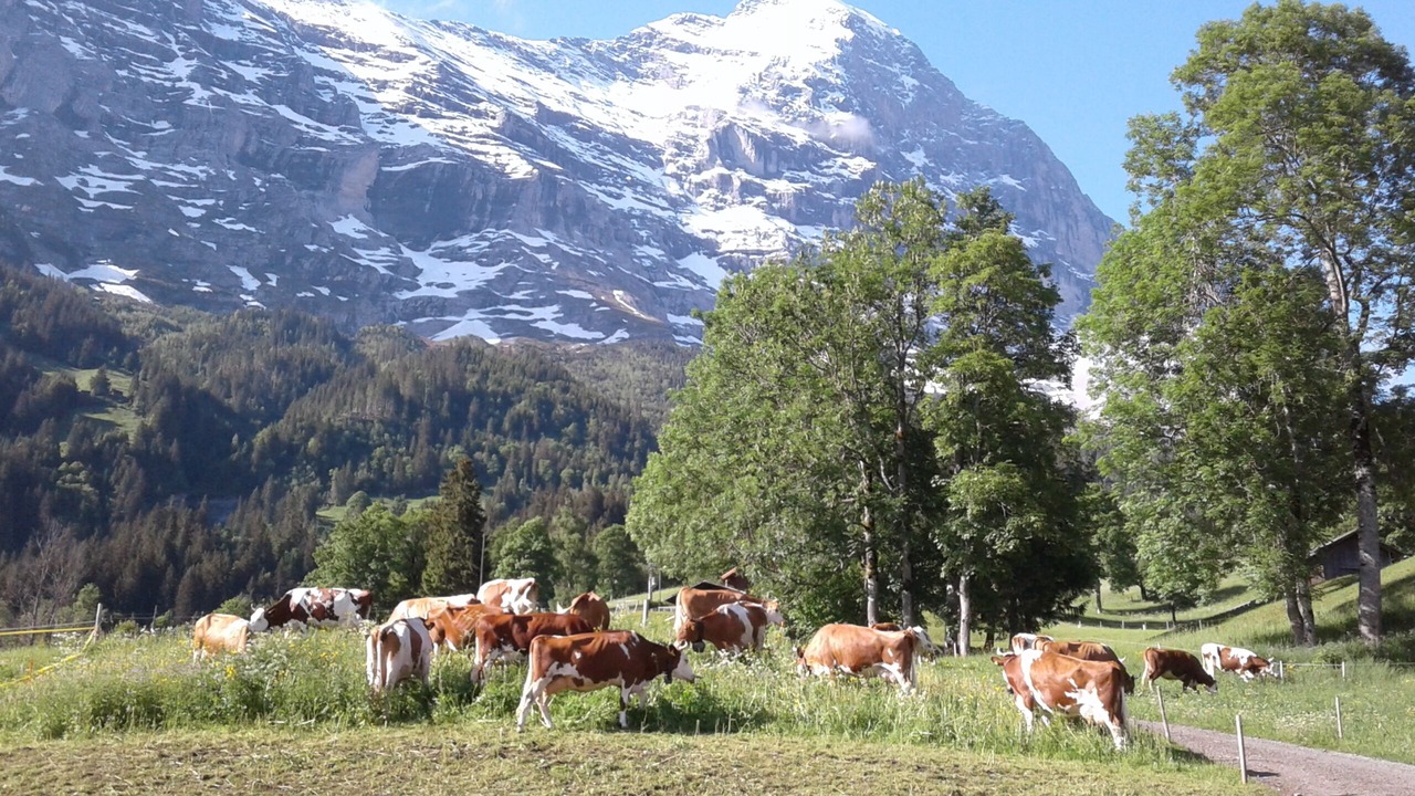 Photo of Outdoor in Grindelwald