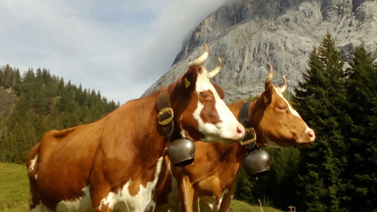 Photo of Outdoor in Grindelwald