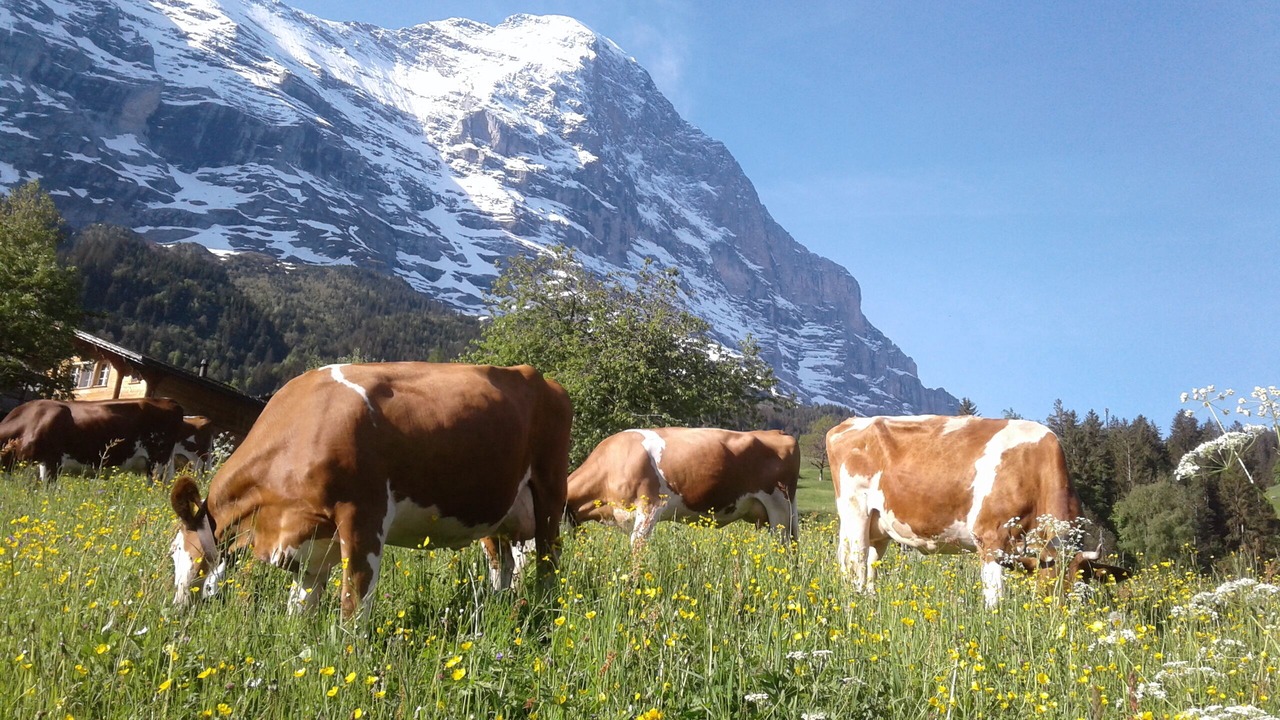 Photo of Outdoor in Grindelwald