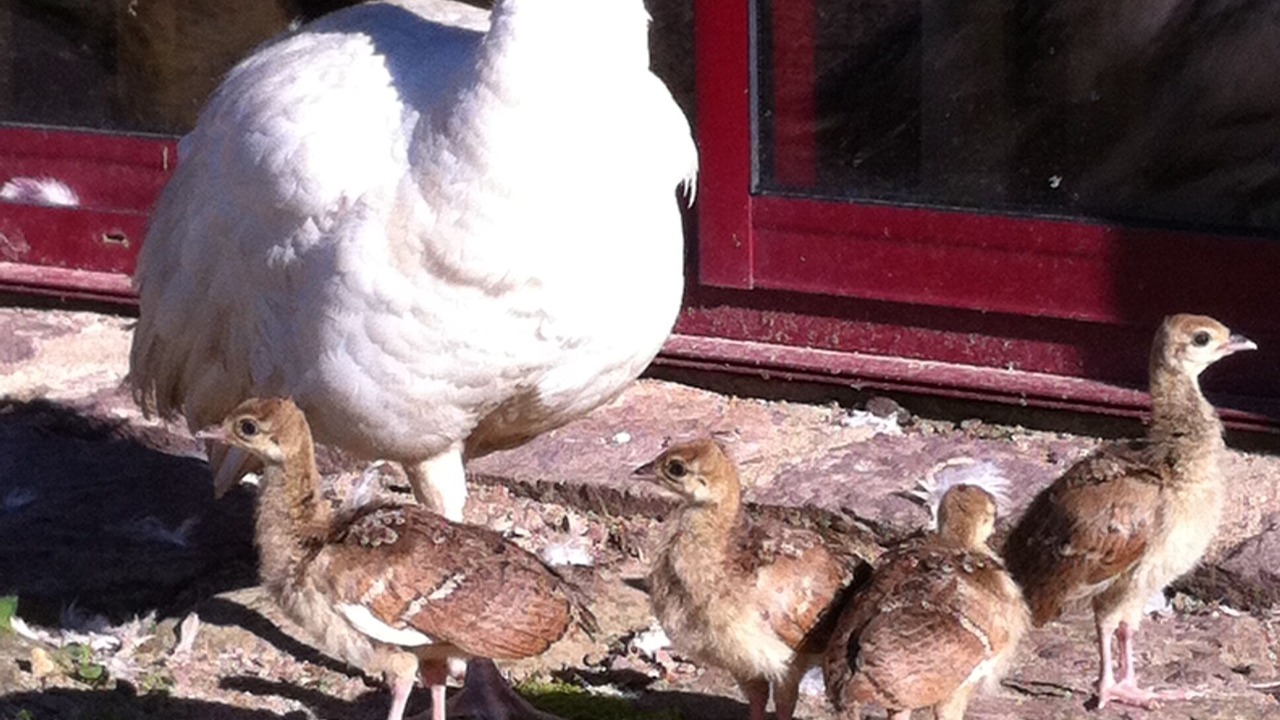 Photo of Outdoor in Iffendic