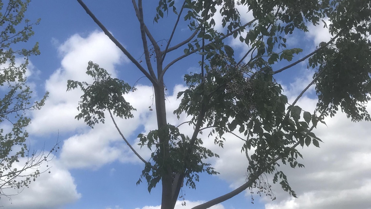 Photo of Outdoor in Mesquite