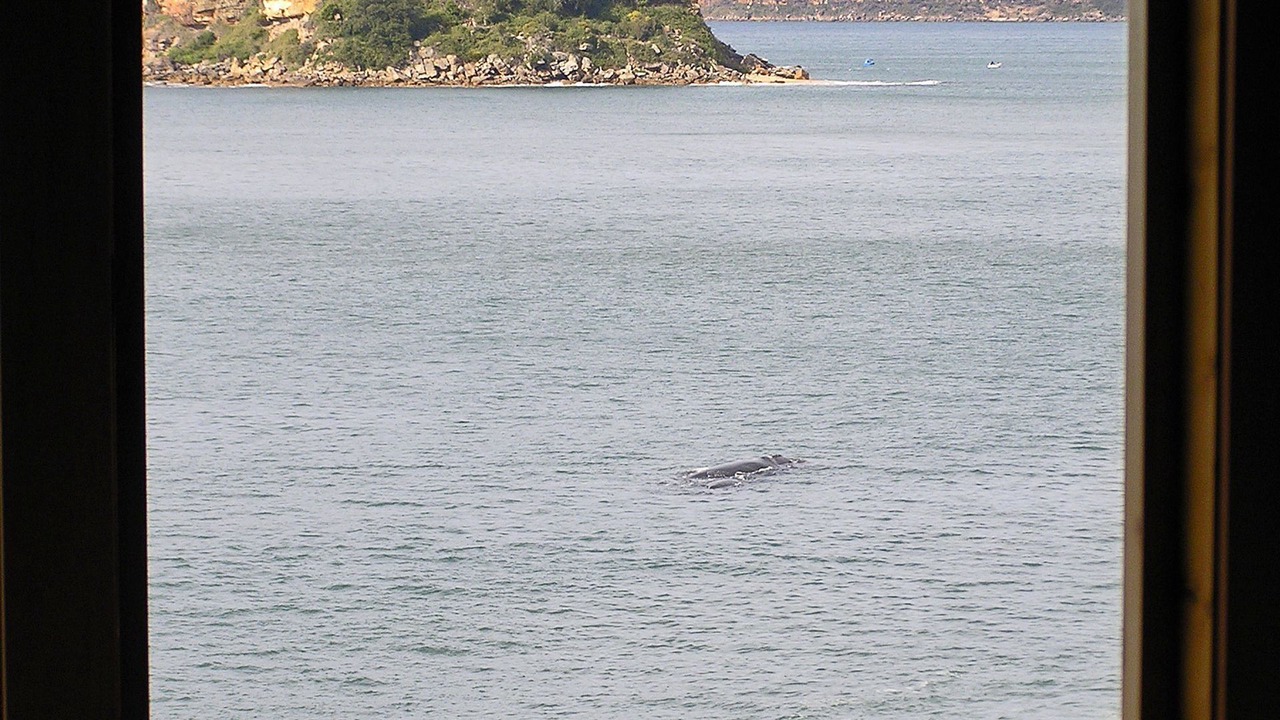 Photo of Others in Pearl Beach