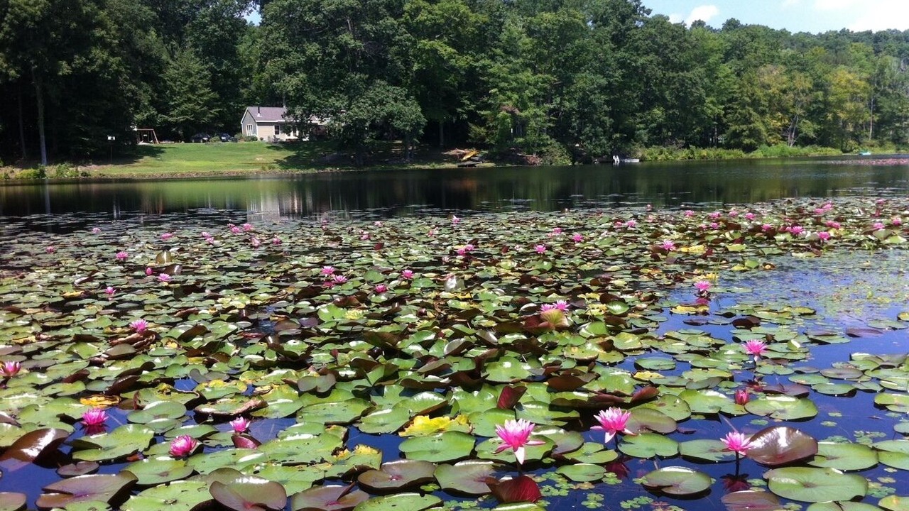 Photo of Outdoor in Pine Bush