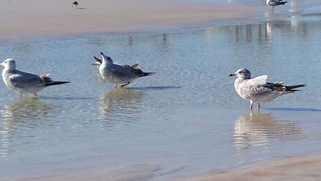 Photo of Others in Lenox Park