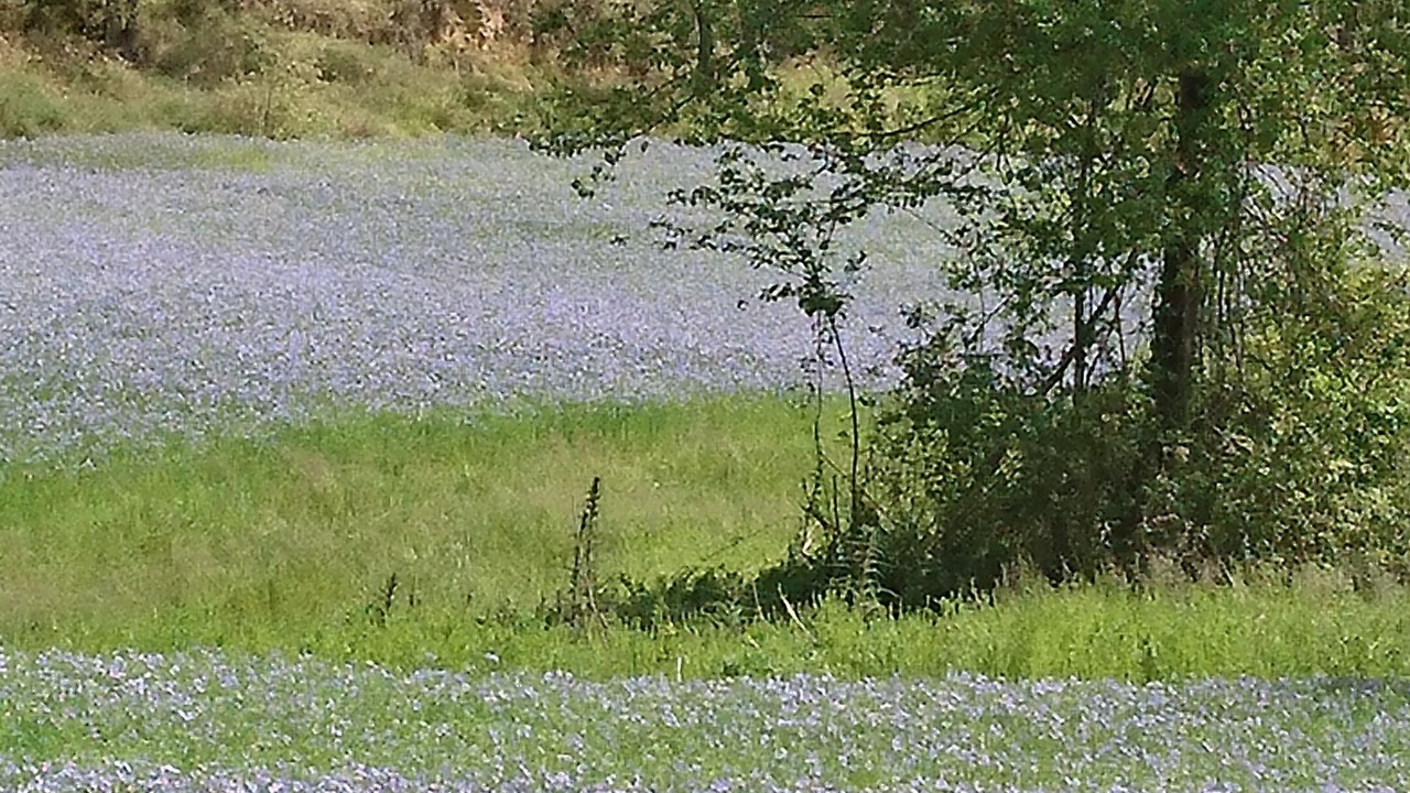 Photo of Outdoor in Faget-Abbatial