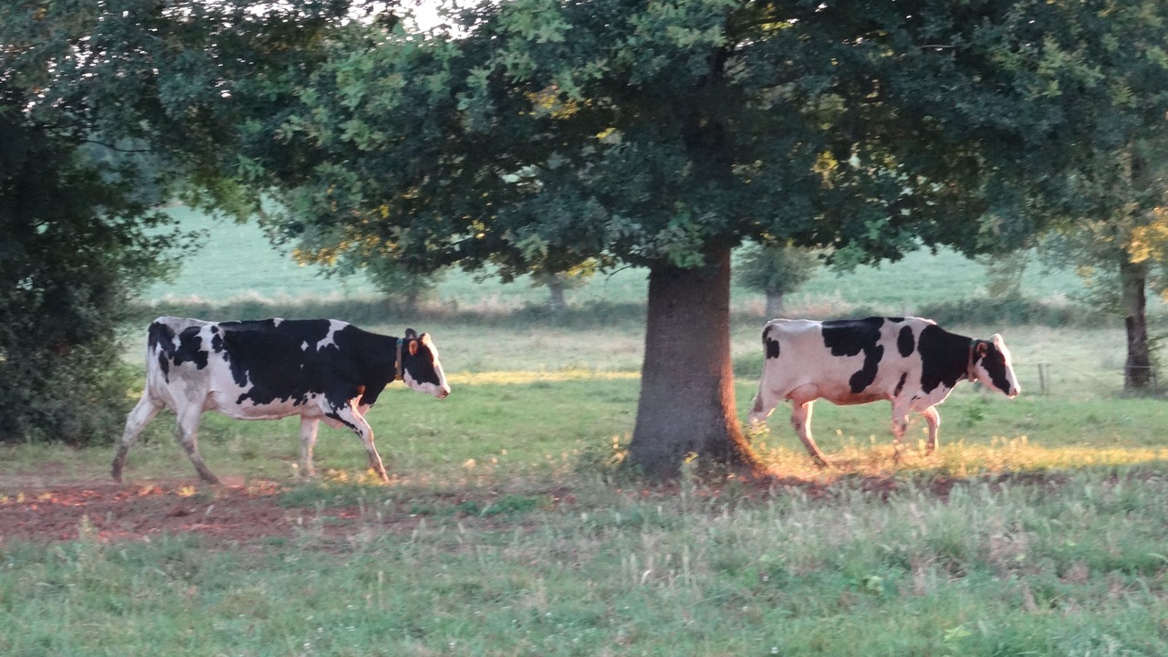 Photo of Outdoor in Savignac