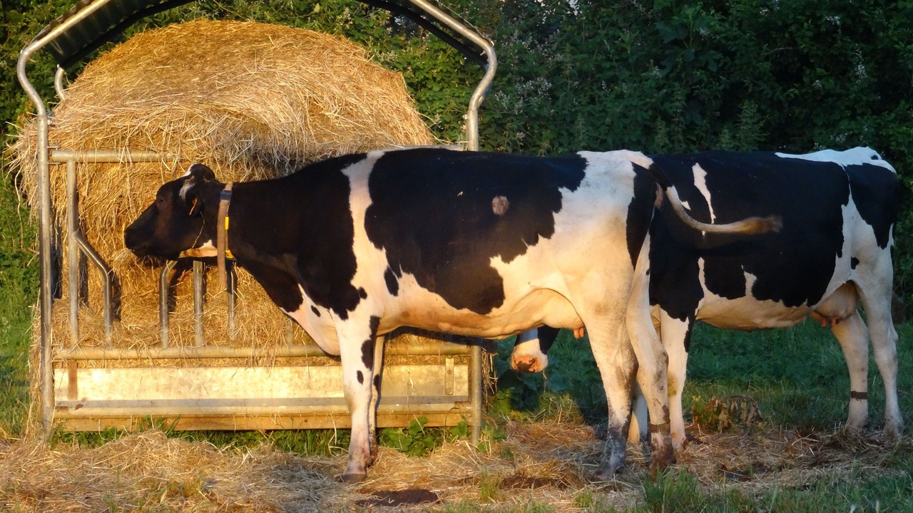 Photo of Others in Savignac