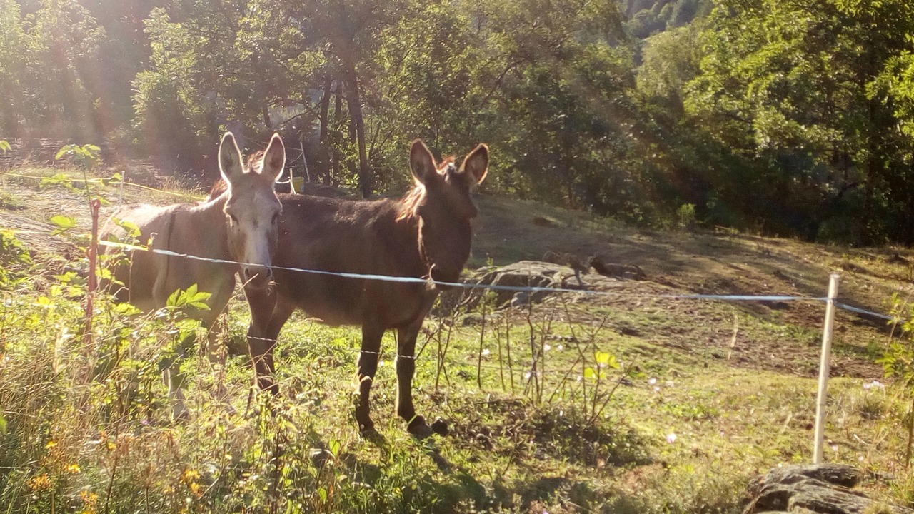 Photo of Outdoor in Grengiols