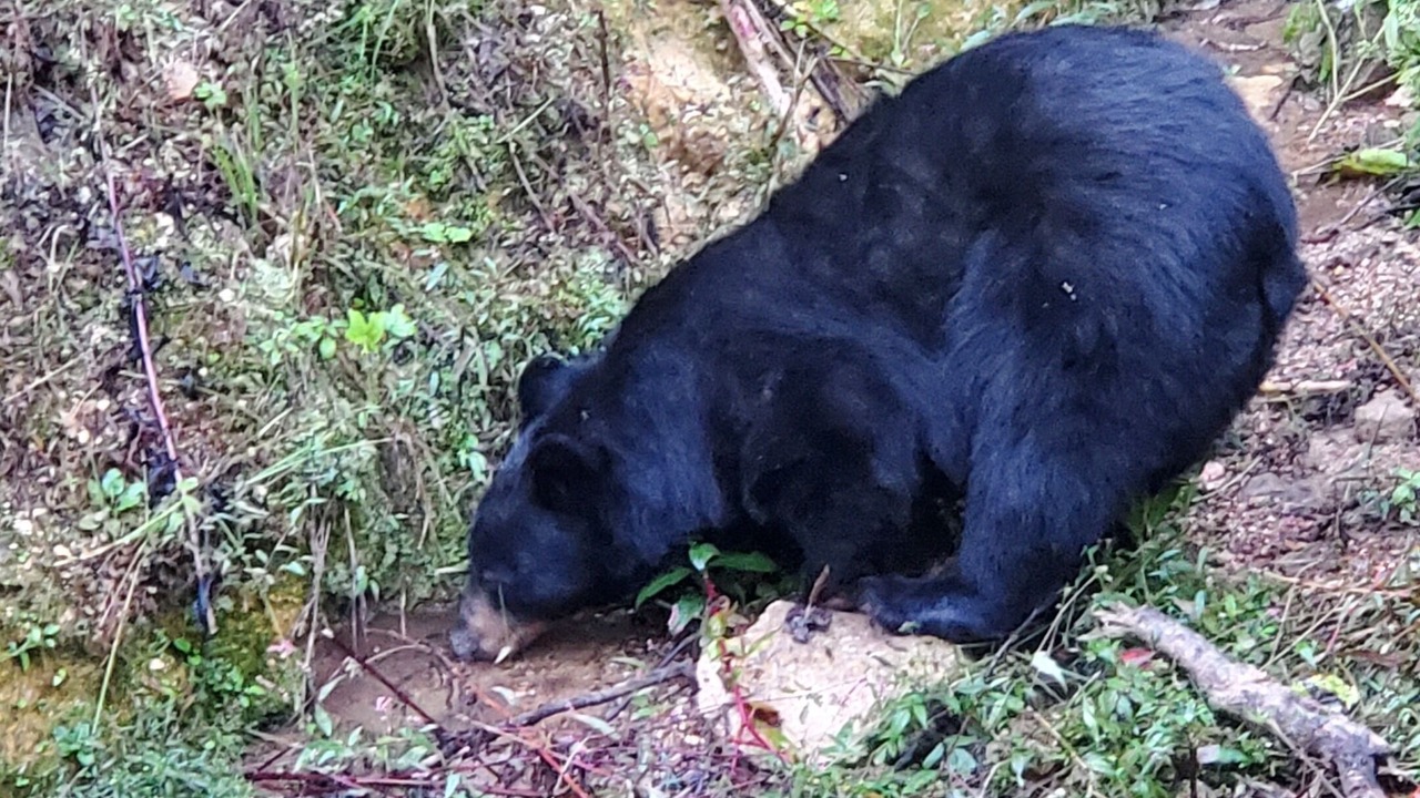 Photo of Others in Sevierville