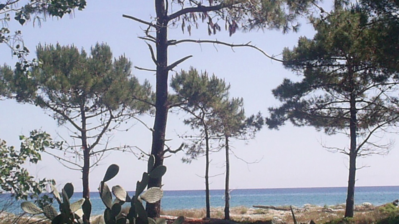 Photo of Others in Pineto