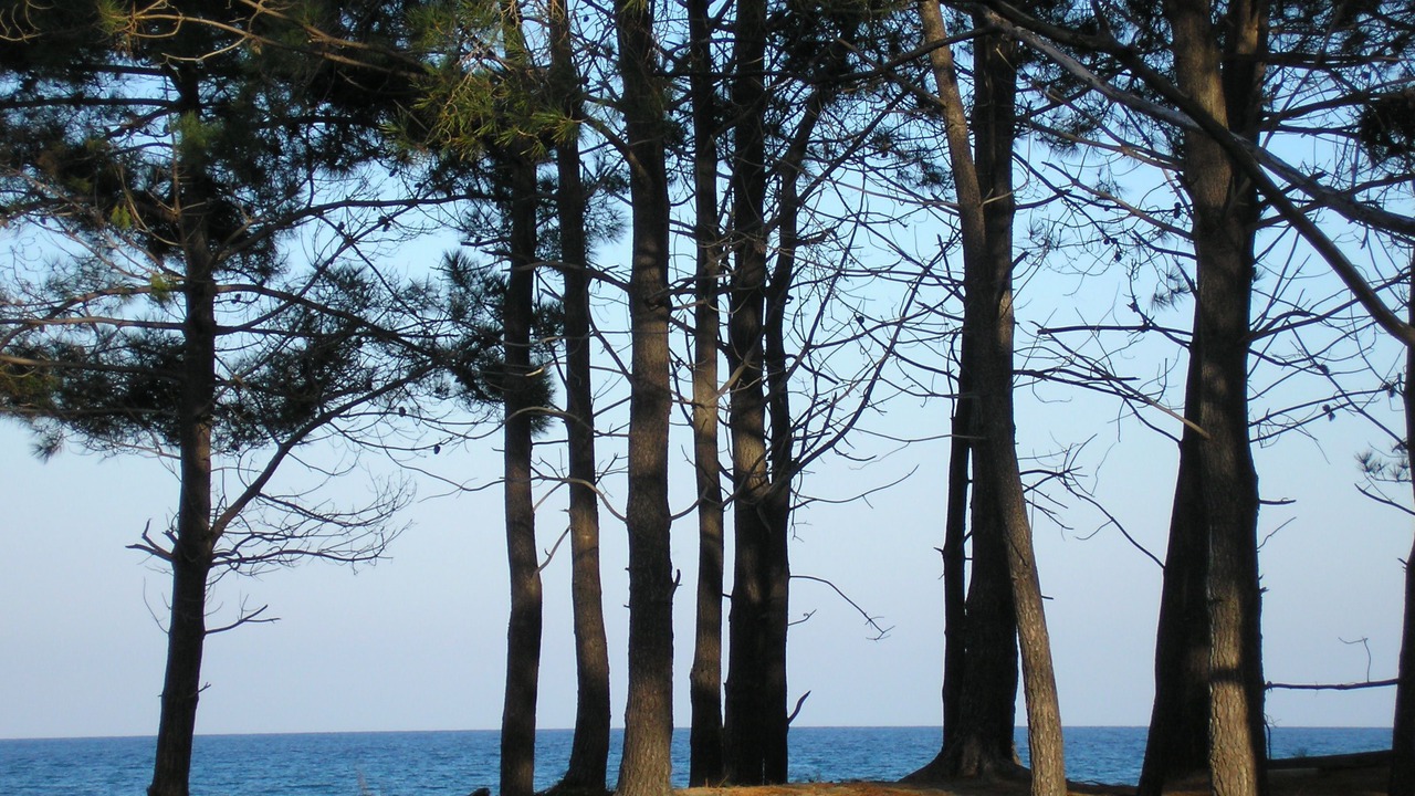 Photo of Others in Pineto