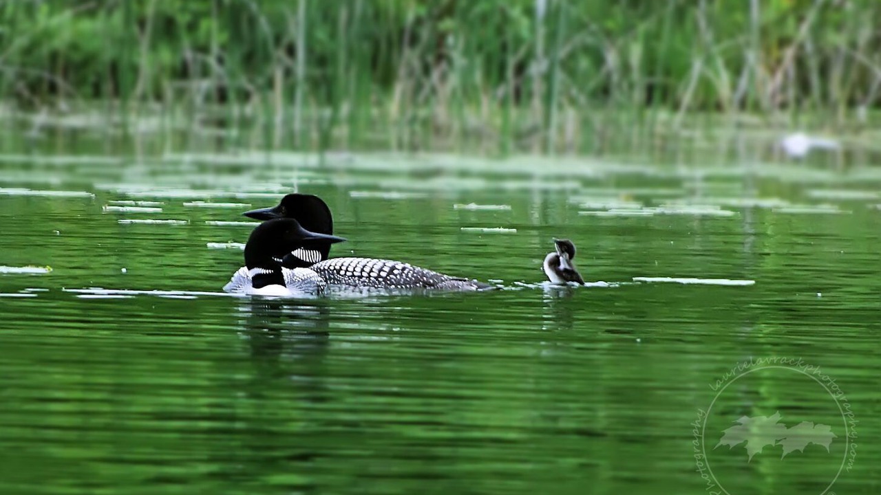 Photo of Outdoor in Lake Ann