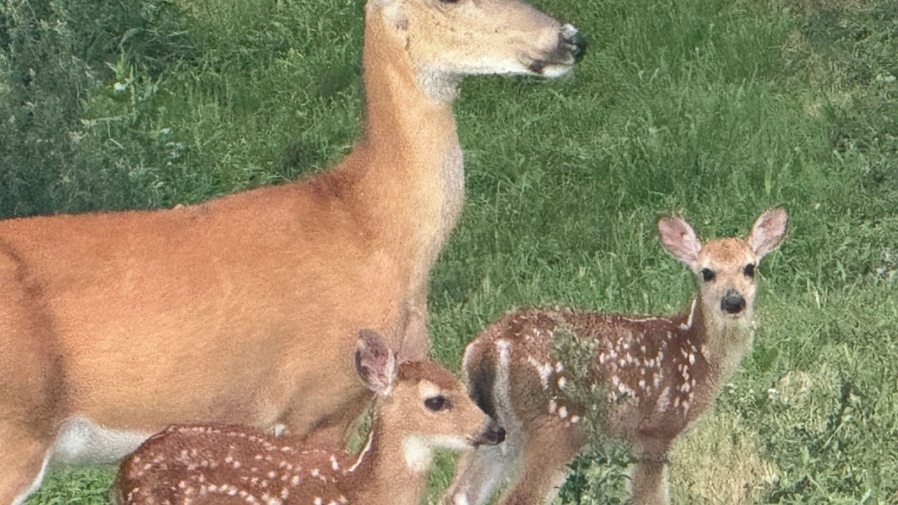 Photo of Others in Grassy Creek