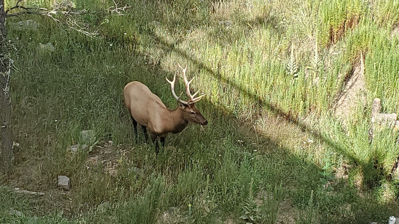 Photo of Others in Ruidoso