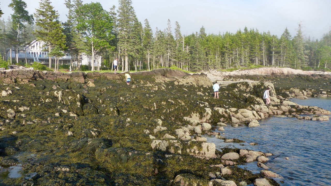 Photo of Outdoor in Deer Isle