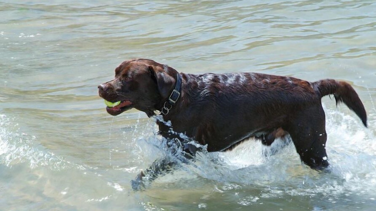 Photo of Others in Hope-Cove