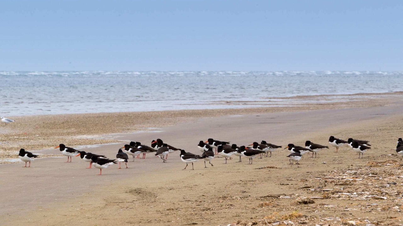Photo of Others in Rindby Strand