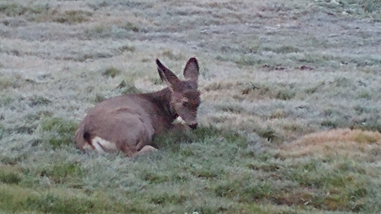 Photo of Others in McCall