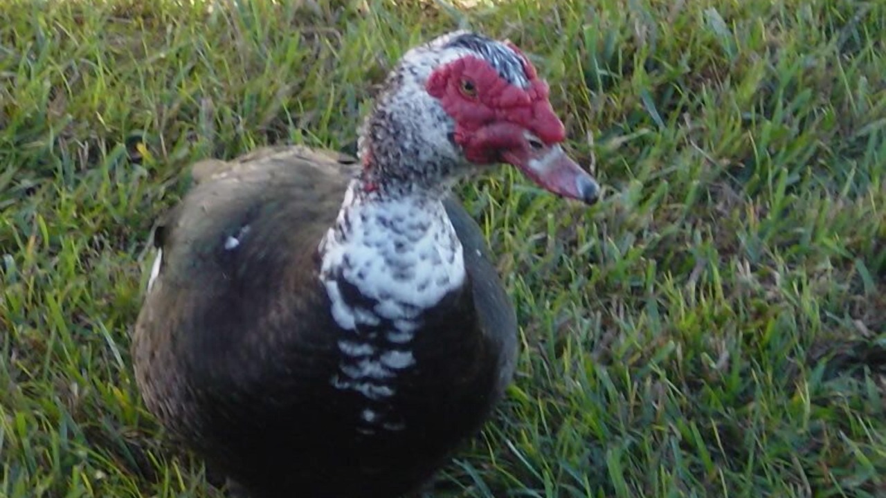 Photo of Others in Eagle Pointe South
