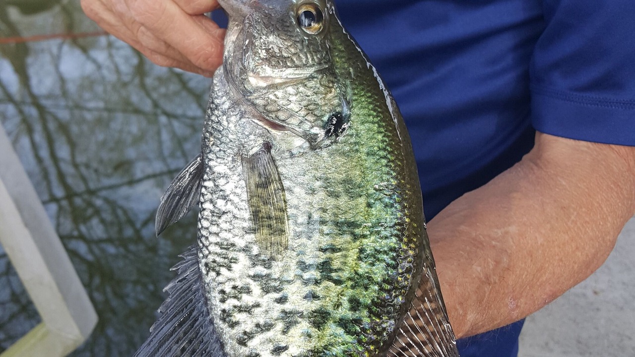 Photo of Others in Lake Ozark
