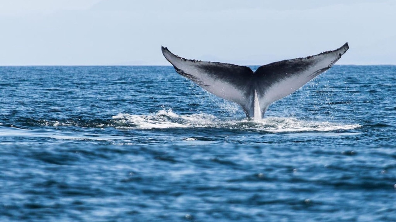 Photo of Others in Huskisson