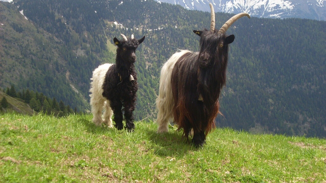 Photo of Others in Blatten bei Naters
