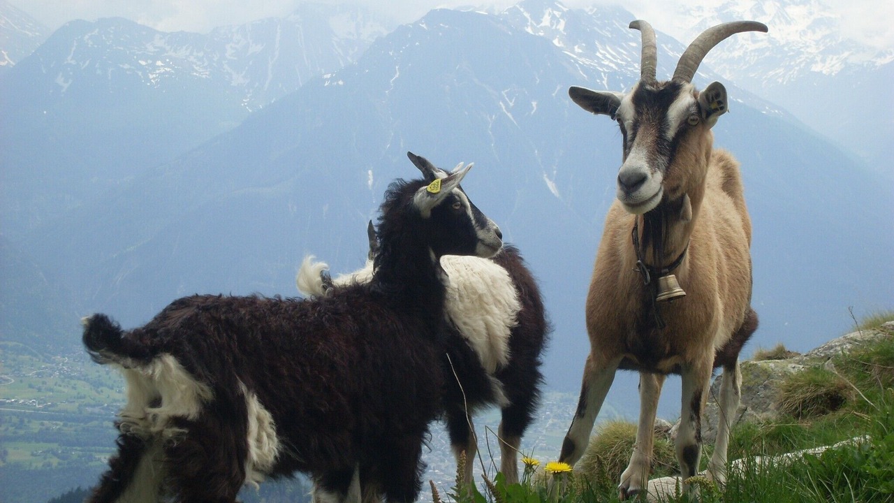 Photo of Others in Blatten bei Naters