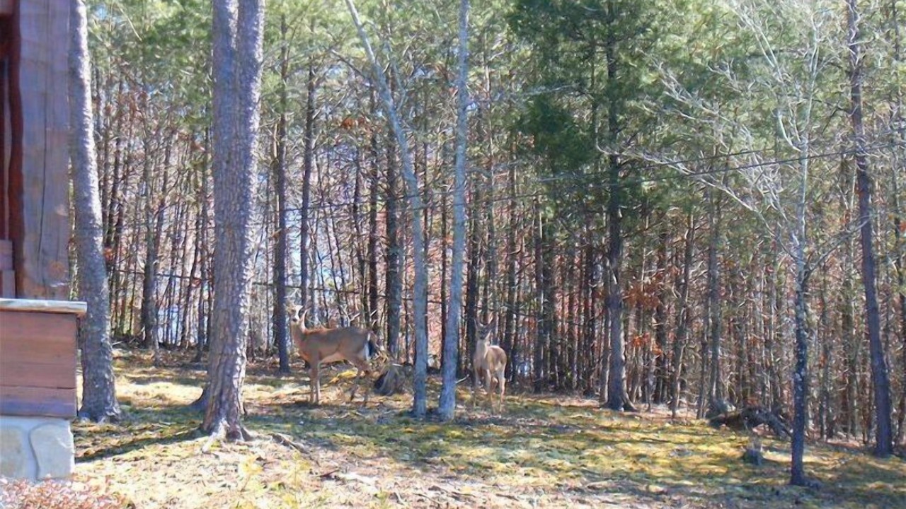 Photo of Others in Pigeon Forge