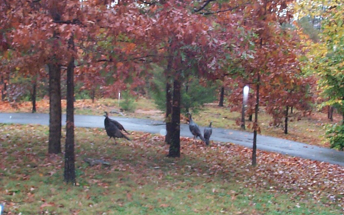 Photo of Others in Pigeon Forge