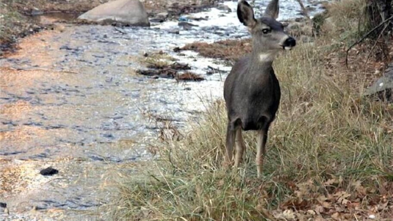 Photo of Others in Ruidoso