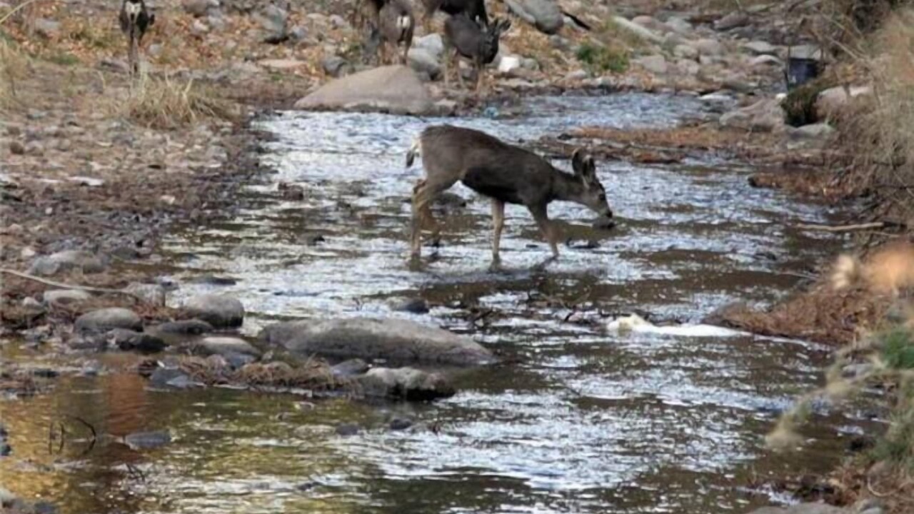 Photo of Others in Ruidoso