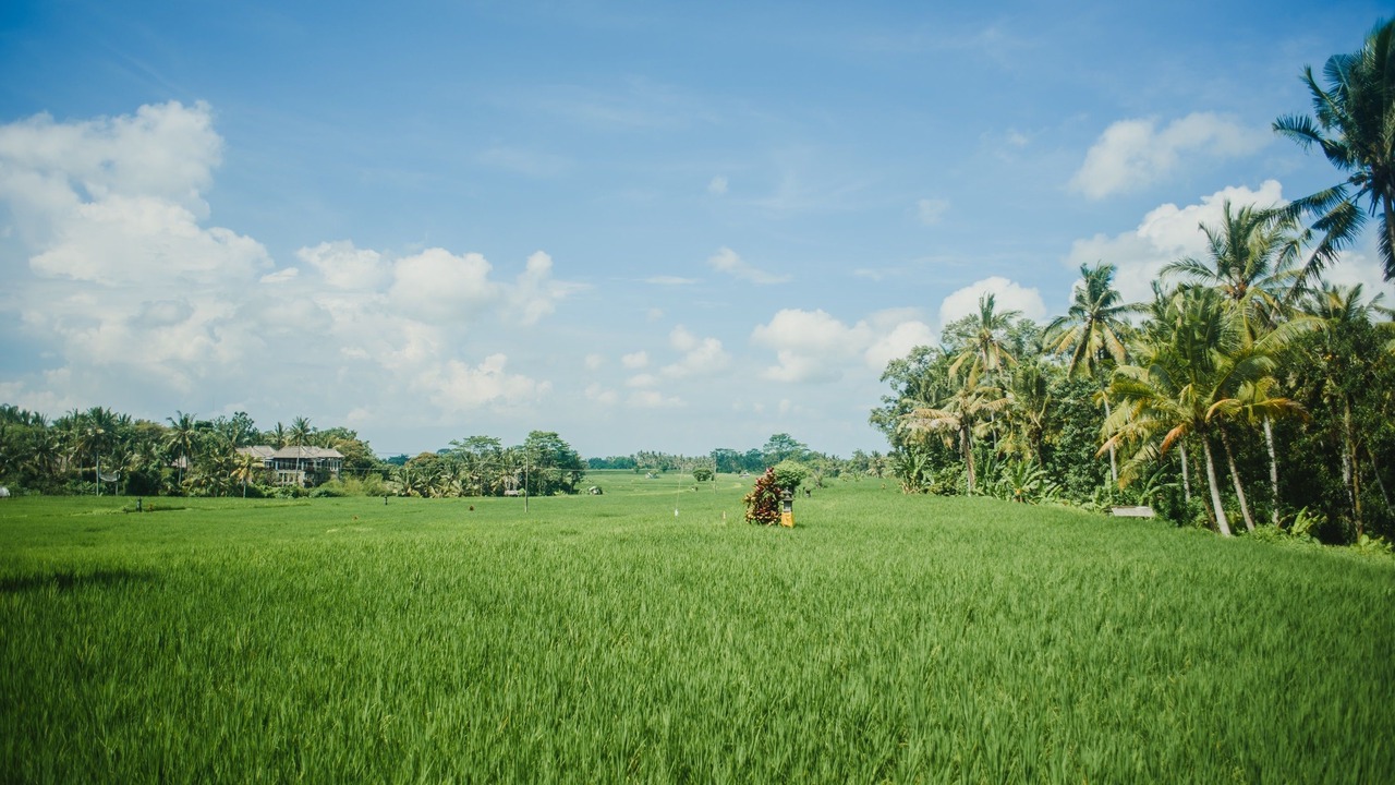 Photo of Outdoor in Peliatan
