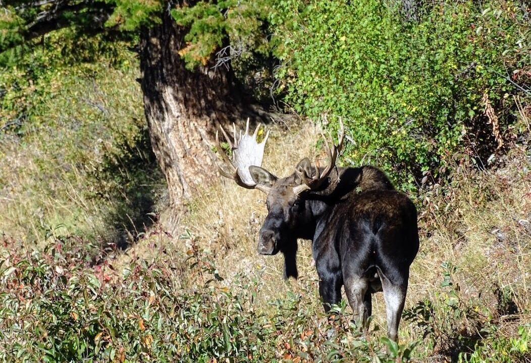 Photo of Others in Alpine
