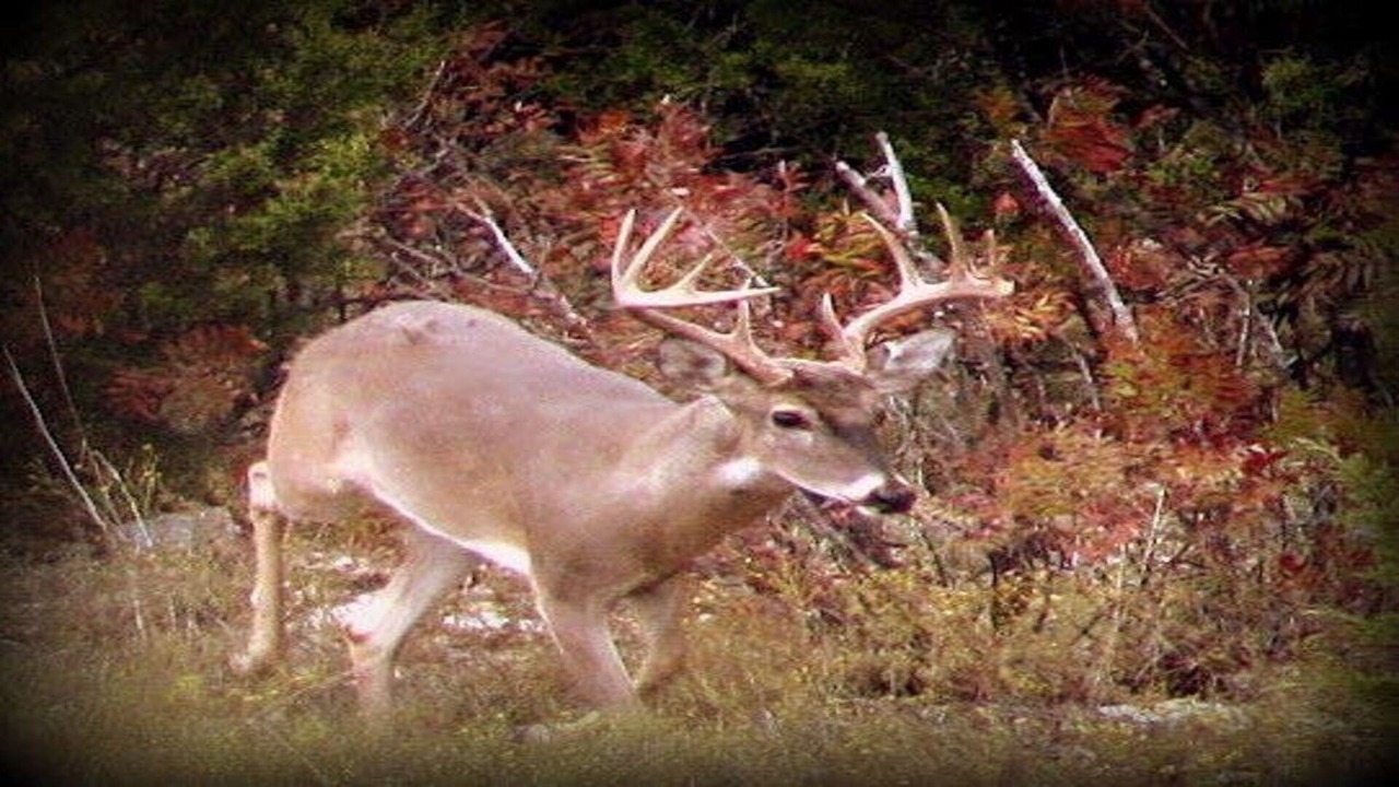 Photo of Outdoor in Merkel