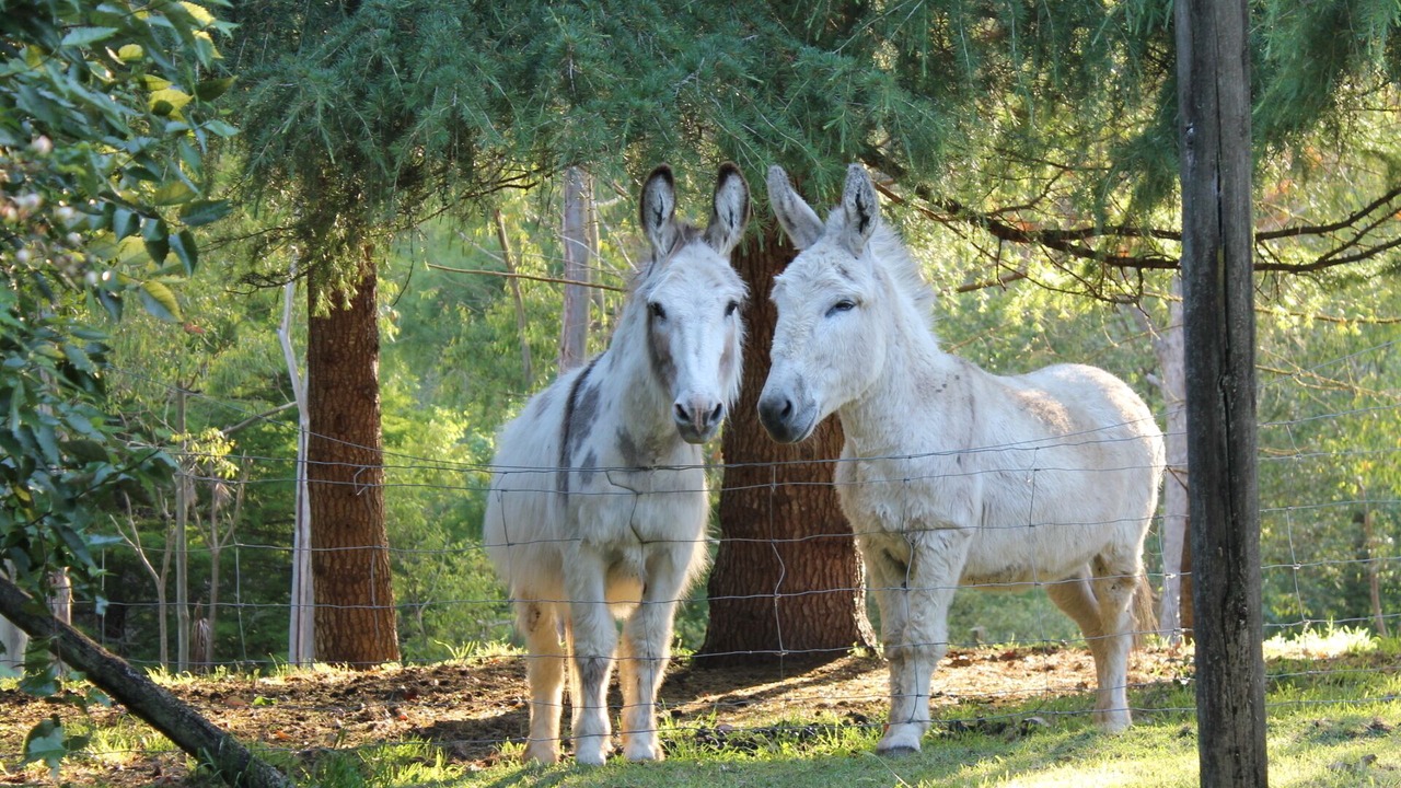 Photo of Outdoor in Pukekawa