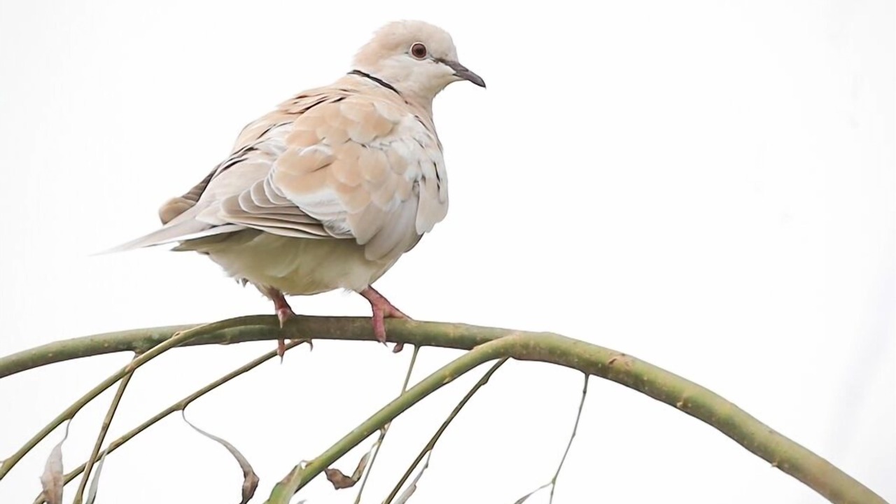 Photo of Others in Whakamarama