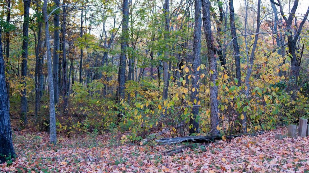 Photo of Others in Smyrna