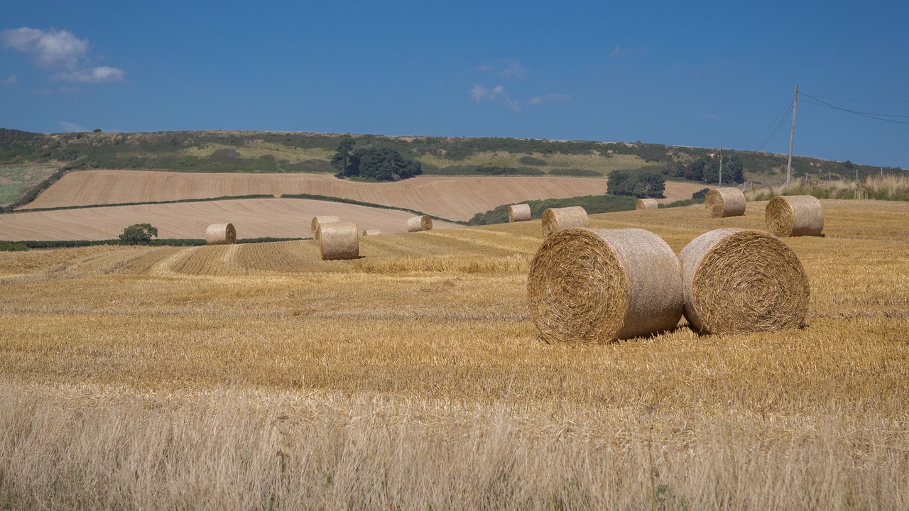 Photo of Others in West Lulworth