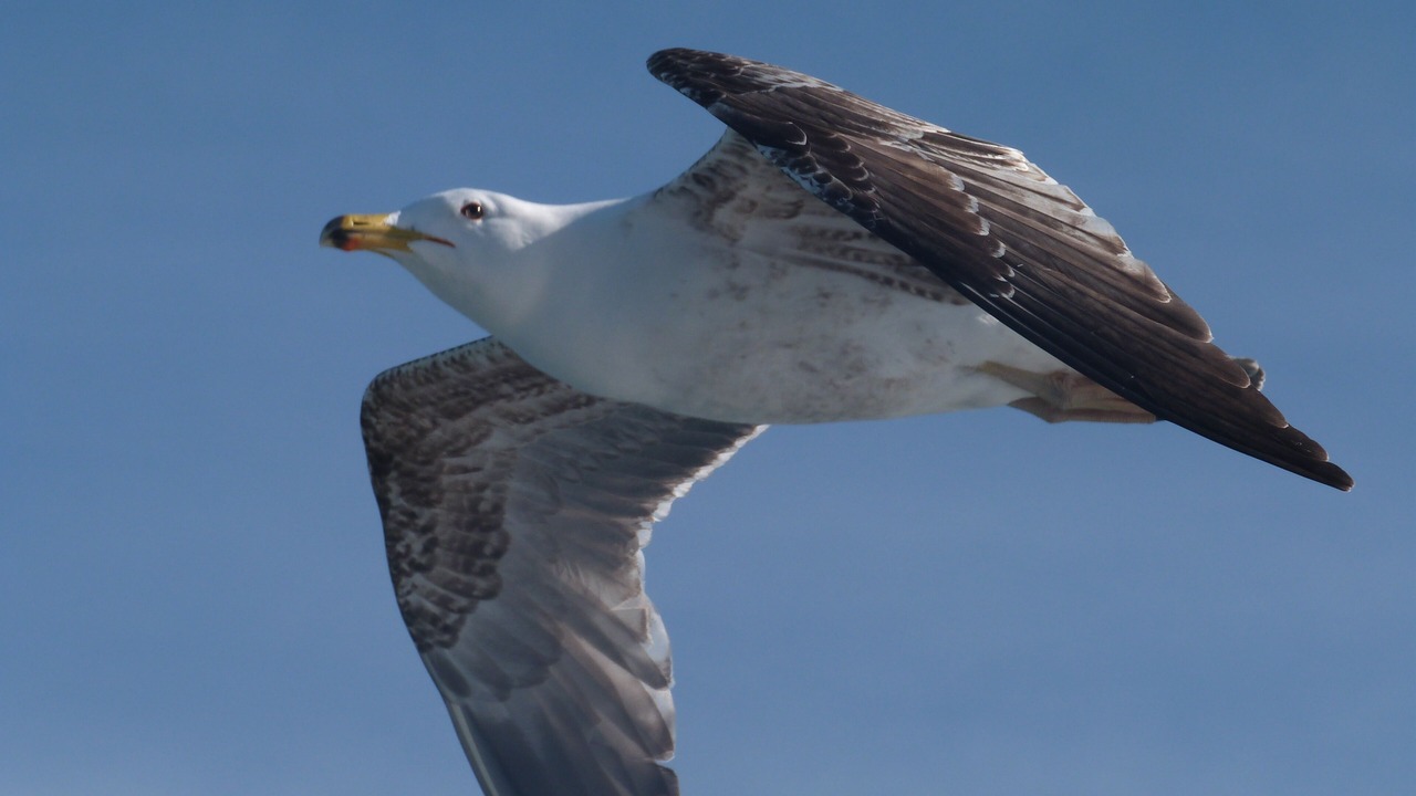 Photo of Outdoor in Saint-Pierre-la-Mer