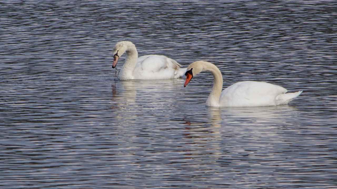 Photo of Others in Niverville