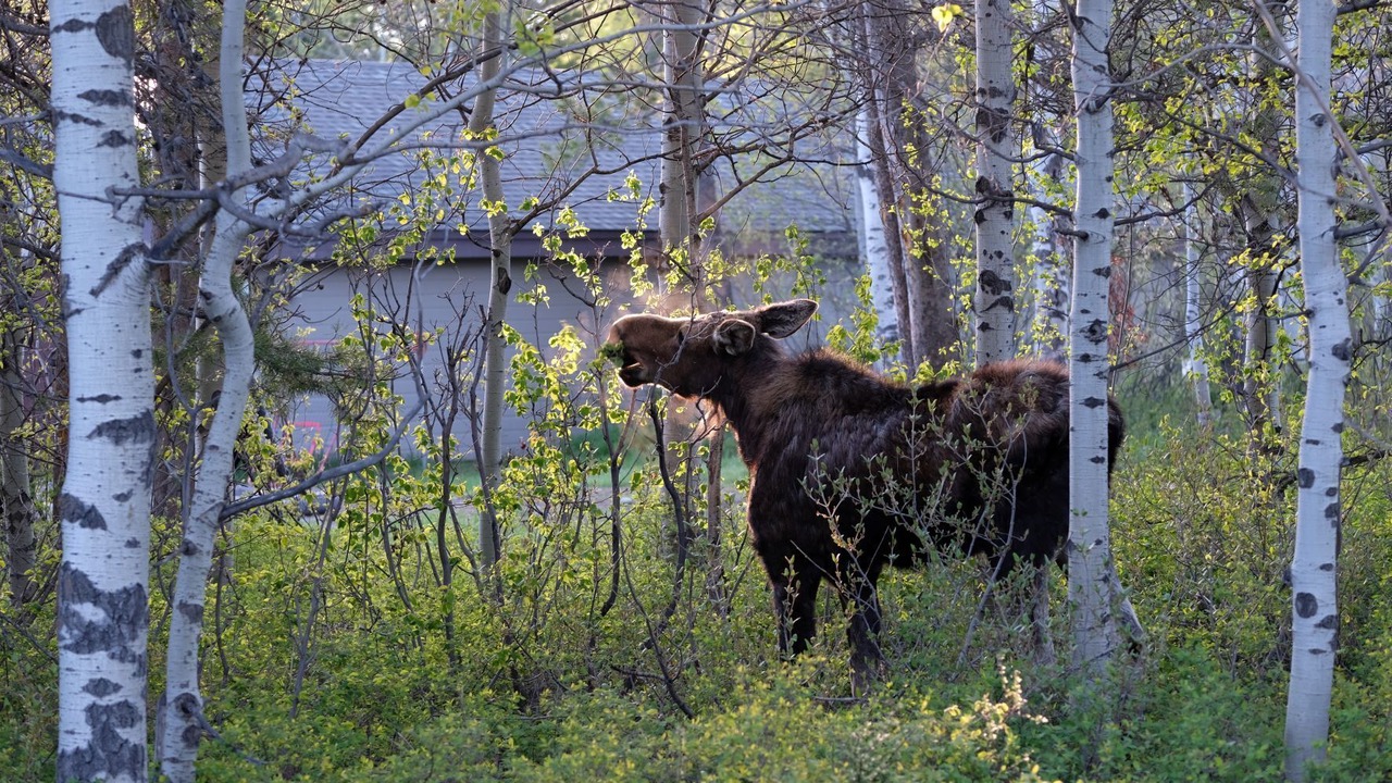 Photo of Others in Moose Wilson Road