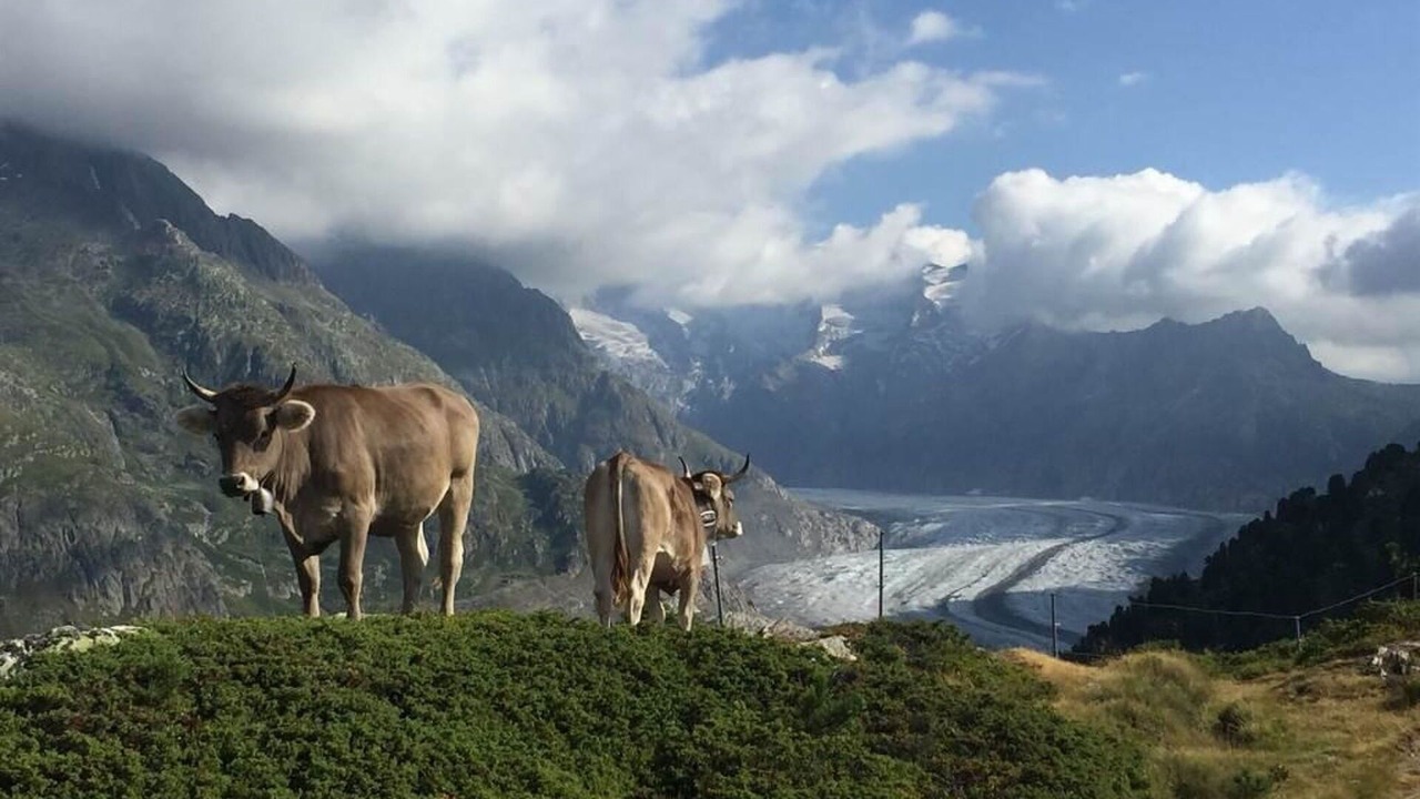 Photo of Others in Riederalp