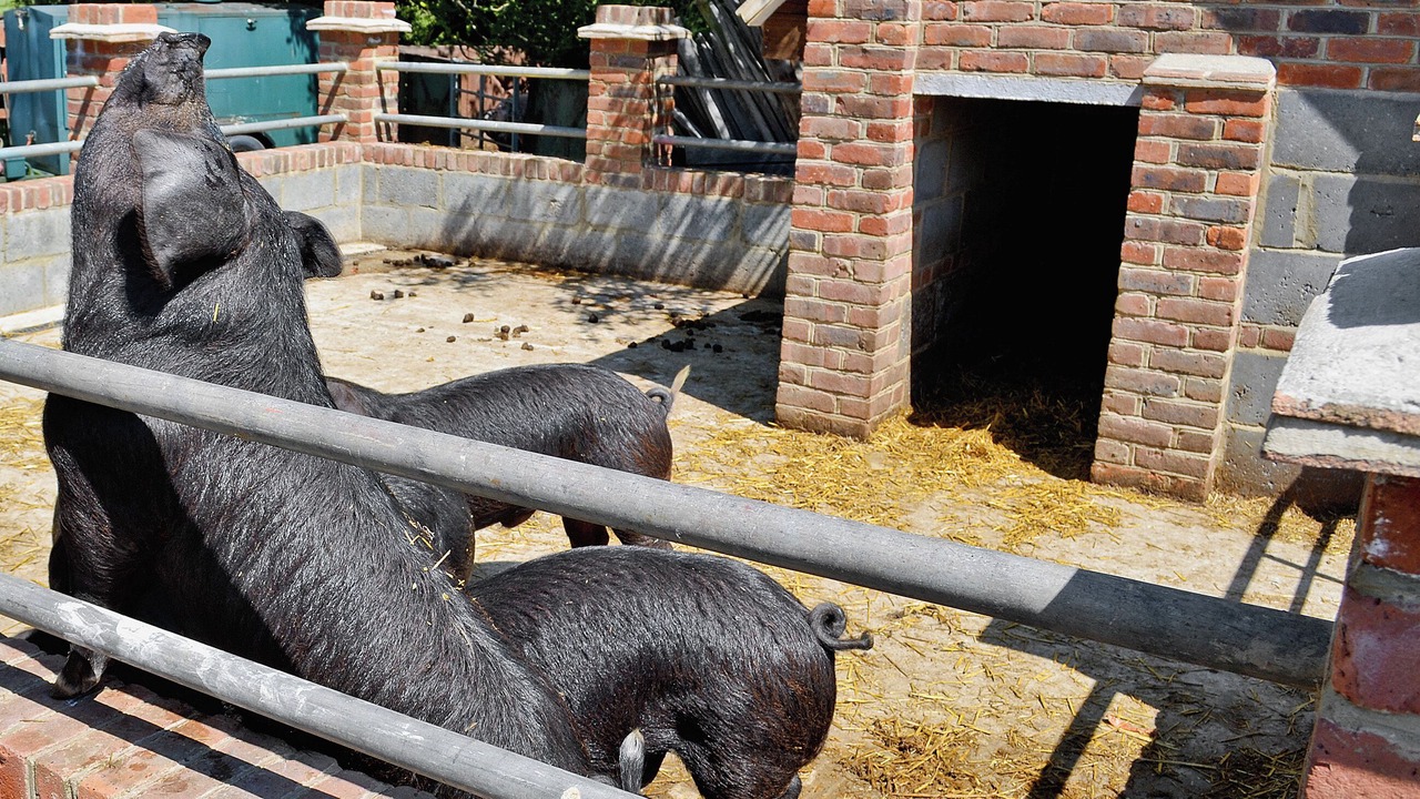 Photo of Others in Sedlescombe