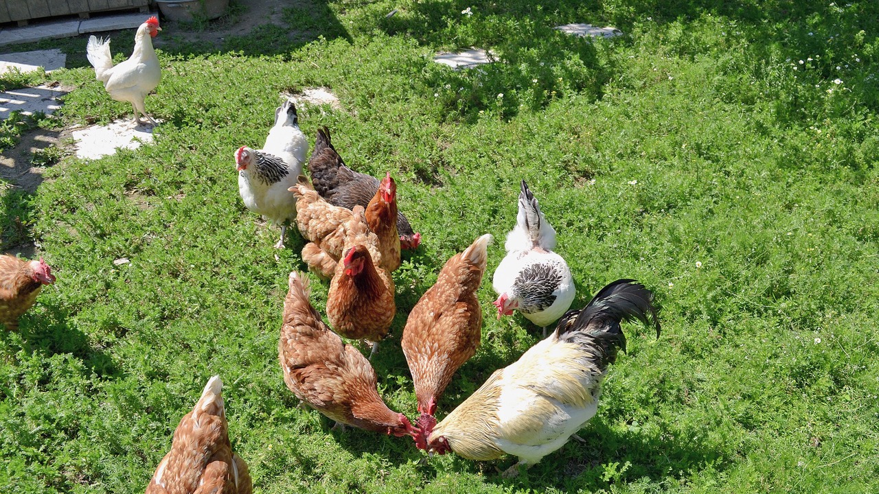 Photo of Others in Sedlescombe