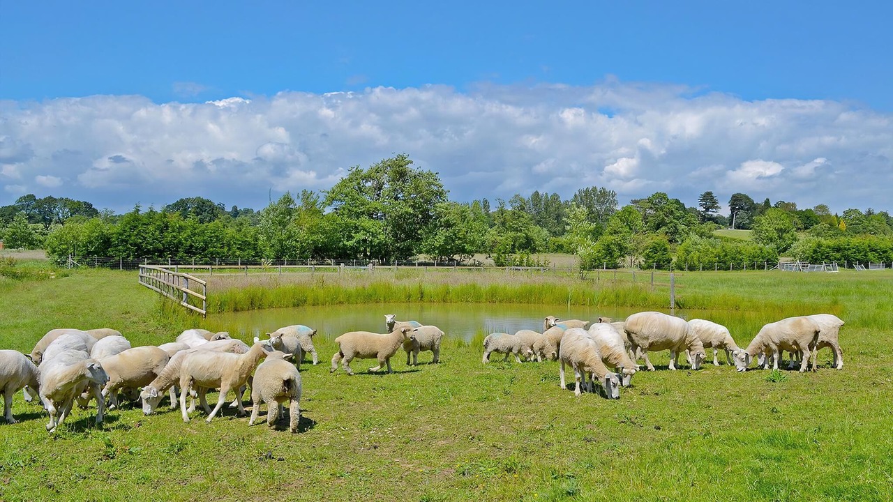 Photo of Others in Sedlescombe