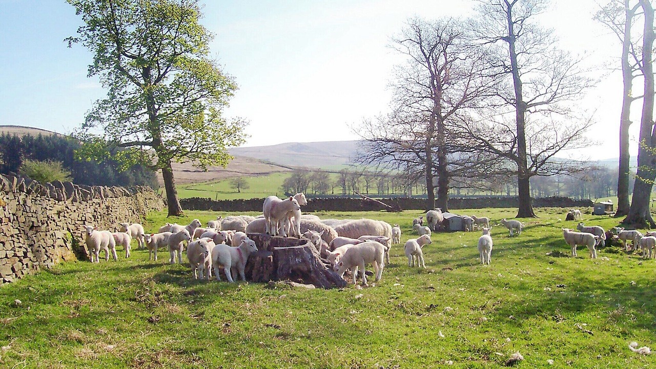 Photo of Outdoor in Fence